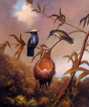 Black-Breasted Plovercrest