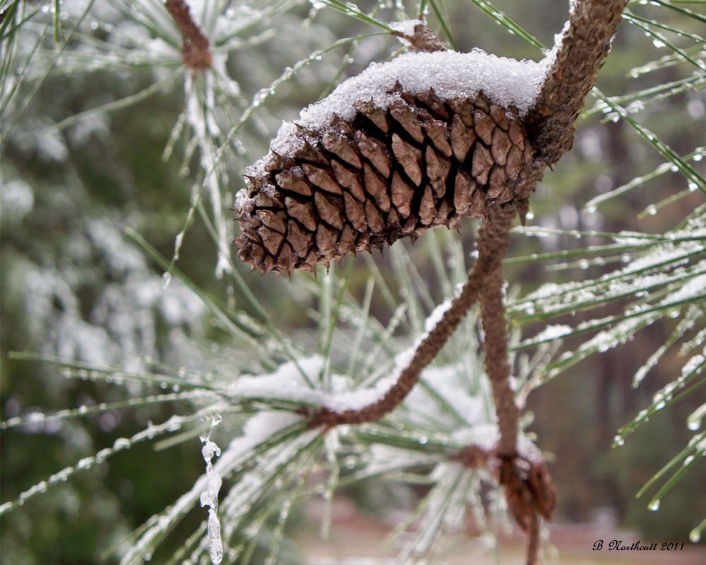 Snow in the Pines