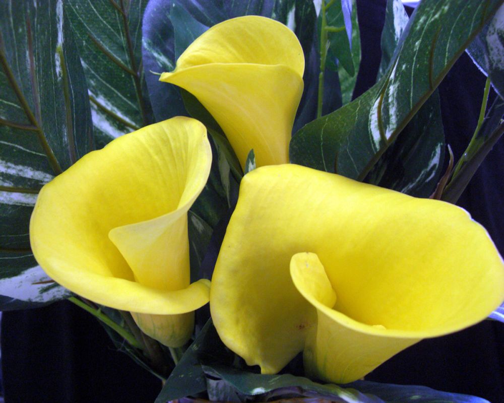 Yellow Calla Lillies