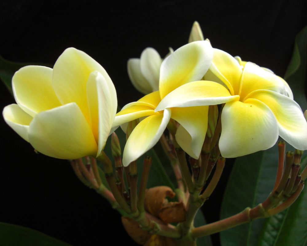 Frangipani Blossoms