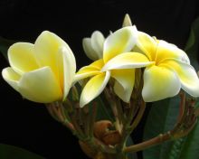 Frangipani Blossoms