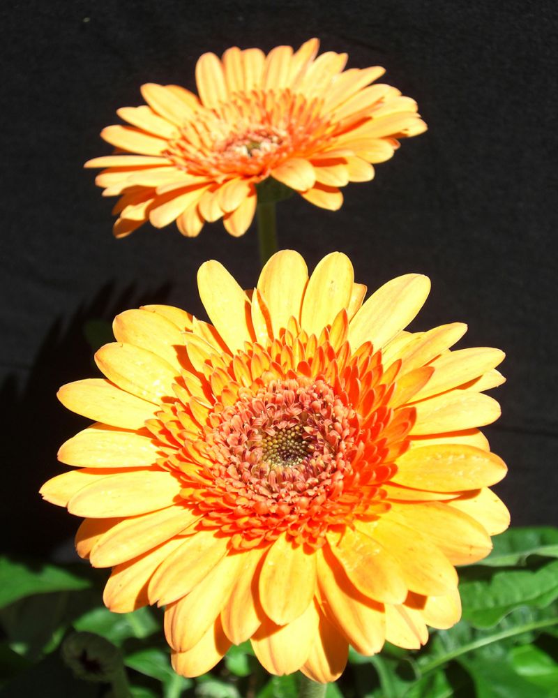 Gerber Daisies