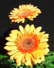 Gerber Daisies