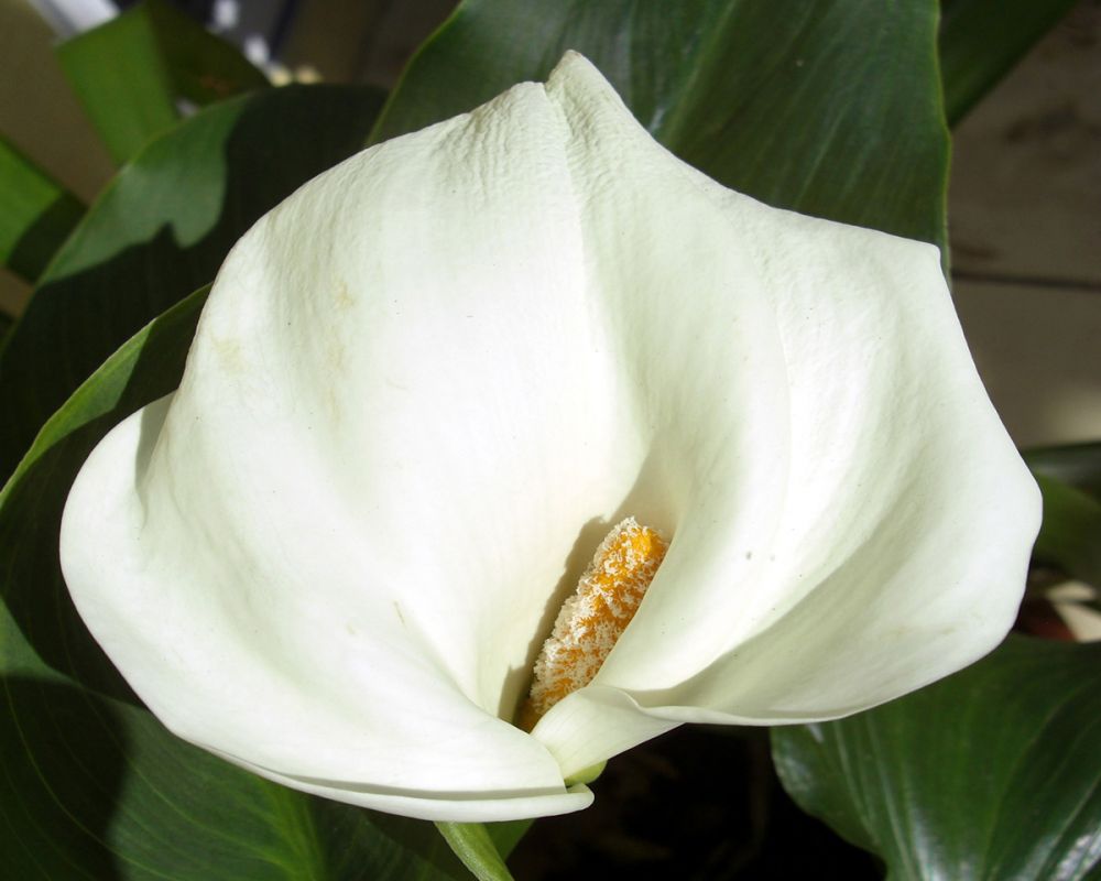 White Calla Lily