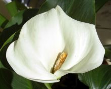 White Calla Lily