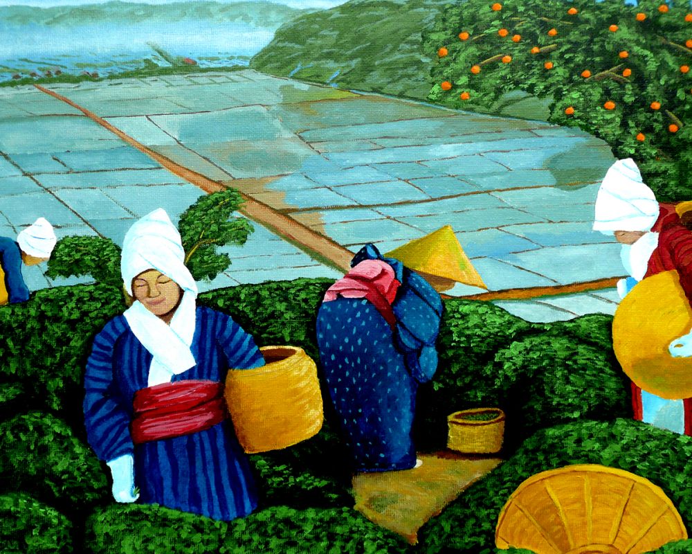 Picking Green Tea