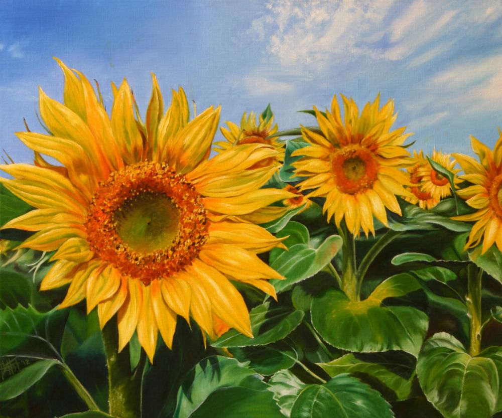 Sunflowers