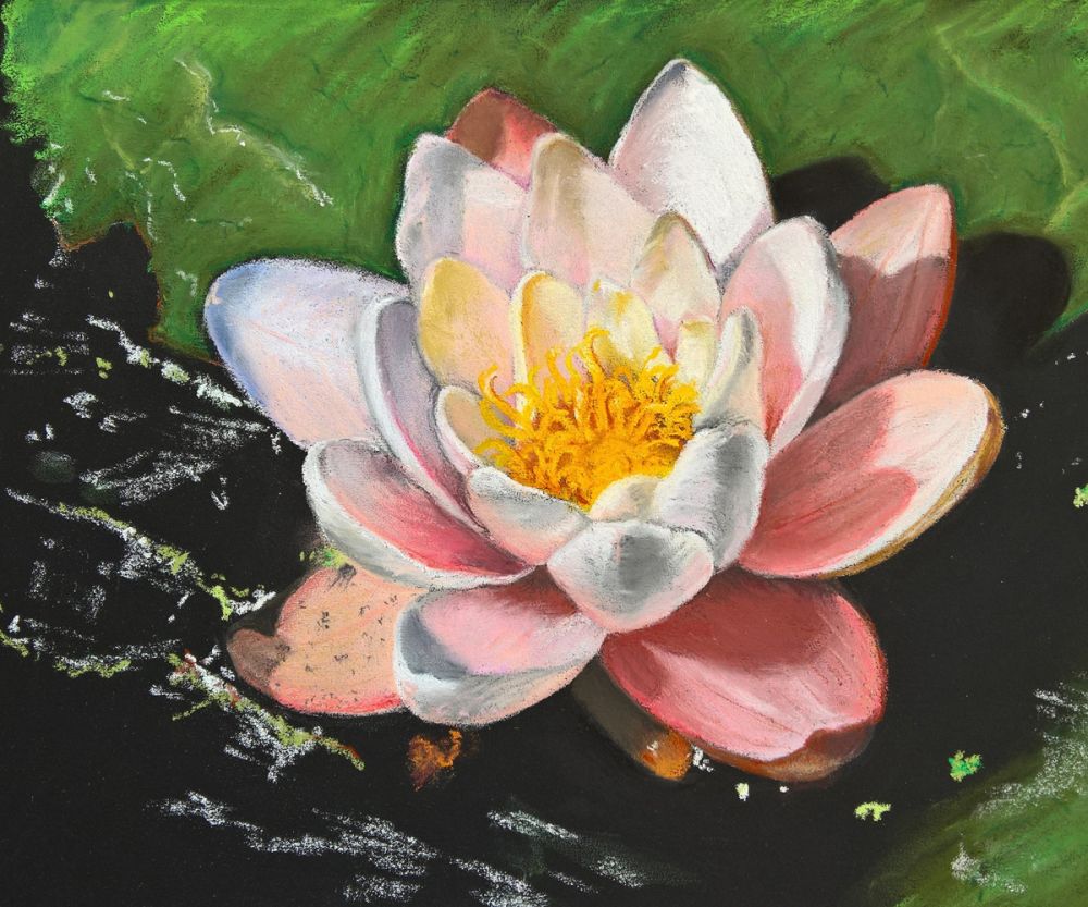Waterlily