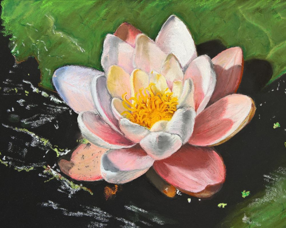 Waterlily