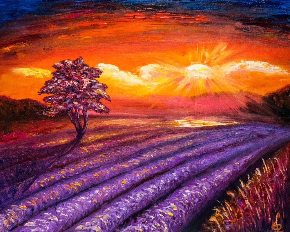 Lavender Field at Sunset 1