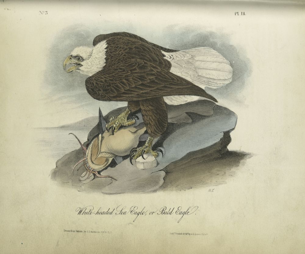 White-headed Sea Eagle