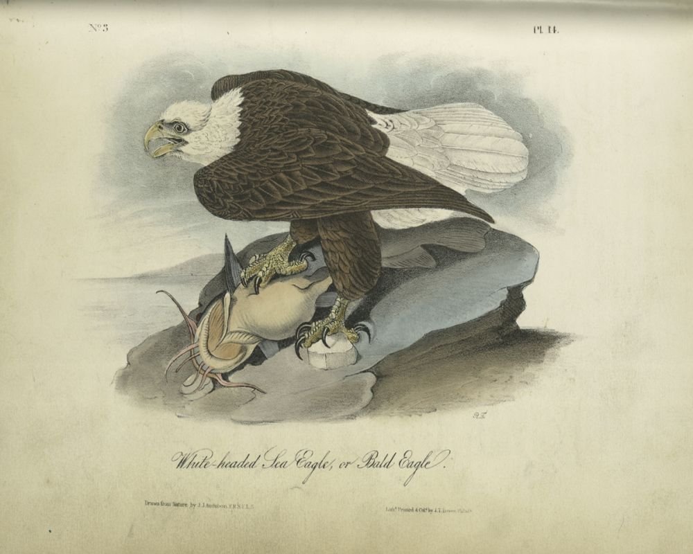 White-headed Sea Eagle