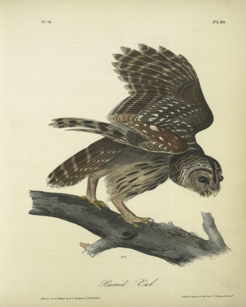 Barred Owl