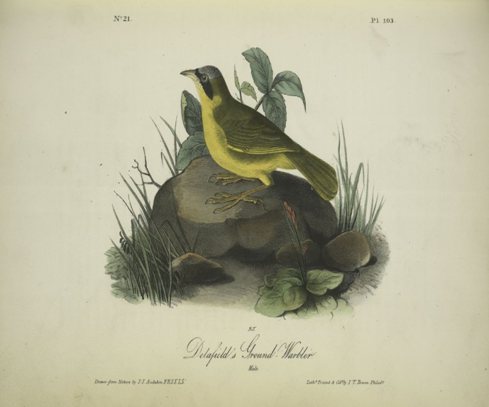 Ground Warbler 