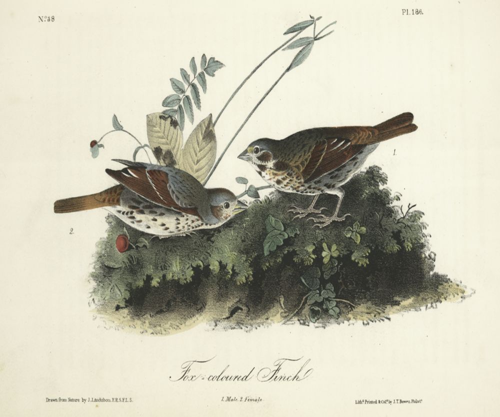 Fox-coloured Finch 