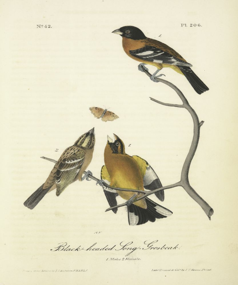 Black-headed Grosbeak