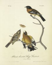 Black-headed Grosbeak