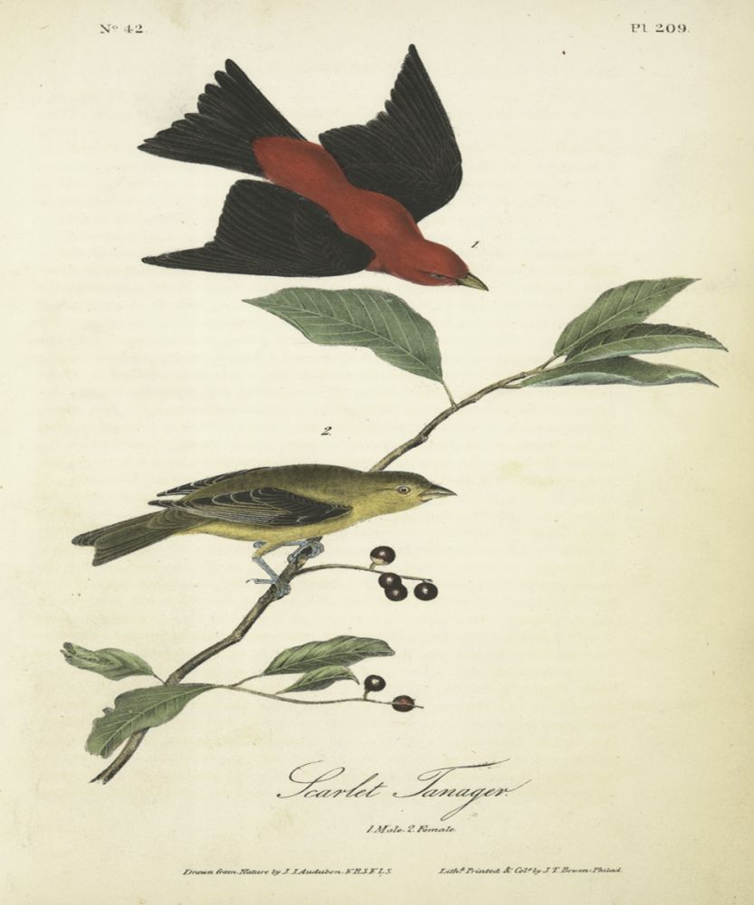 Scarlet Tanager