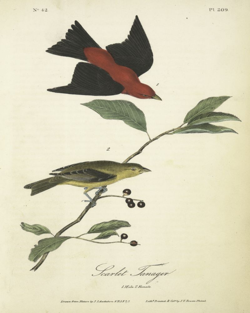 Scarlet Tanager
