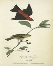 Scarlet Tanager