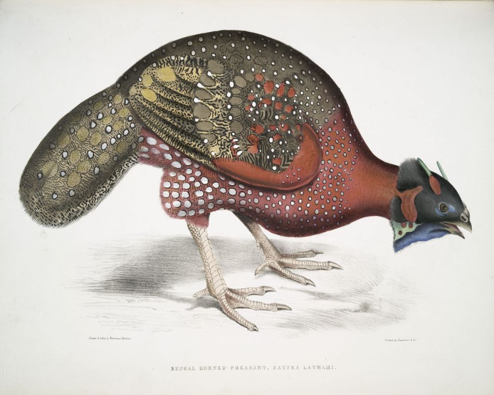 Bengal Horned Pheasant