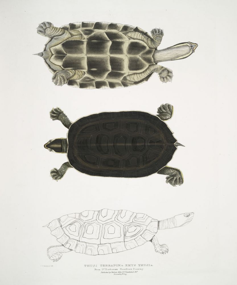 Terrapin I
