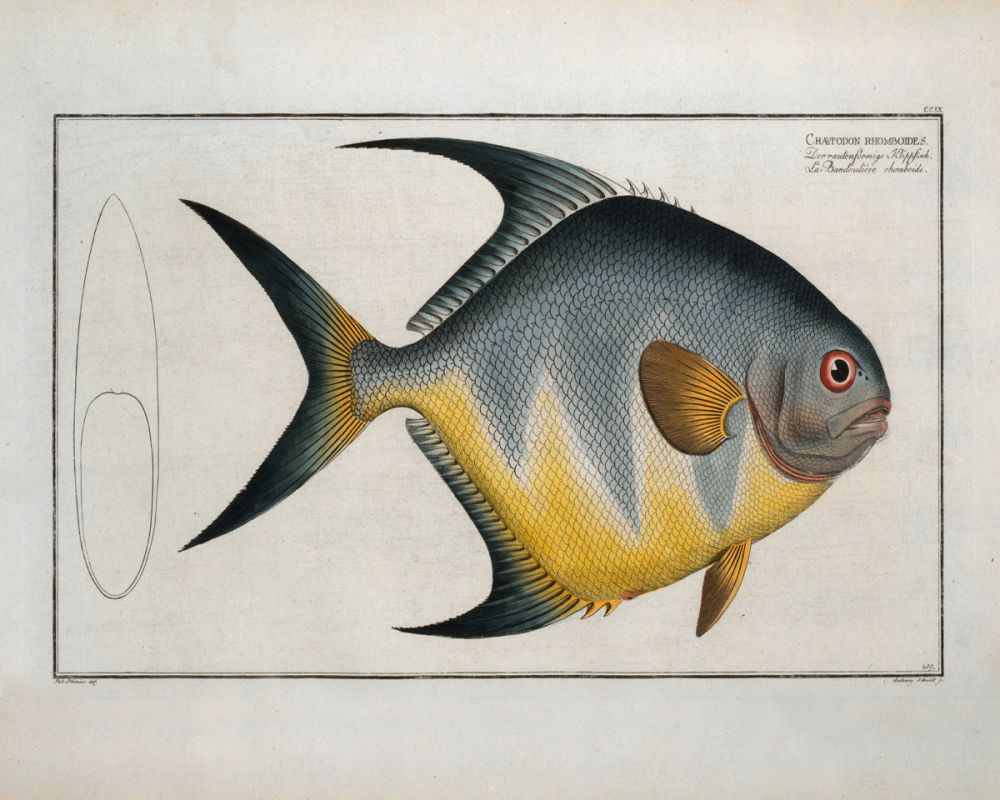 Chaetodon rhomboides