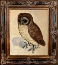 The Little Owl Pre-Framed