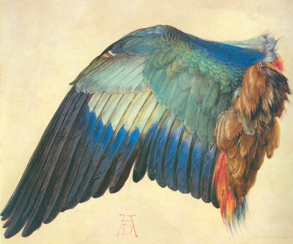 Wing of a European Roller