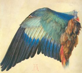 Wing of a European Roller