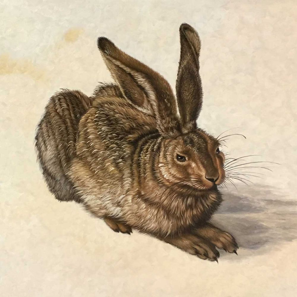 Young Hare