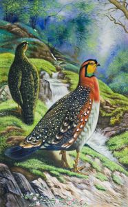 Blyth's Tragopan (Tragopan Blythi Blythi) 1918-22
