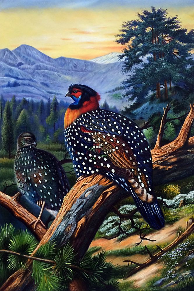 Thorburn - Western Tragopan (Tragopan Melanocephalus) 1918-22
