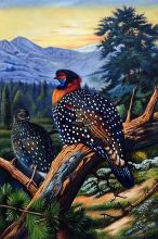 Western Tragopan (Tragopan Melanocephalus) 1918-22