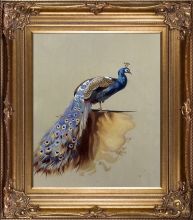 Peacock (Luxury Line) Pre-Framed
