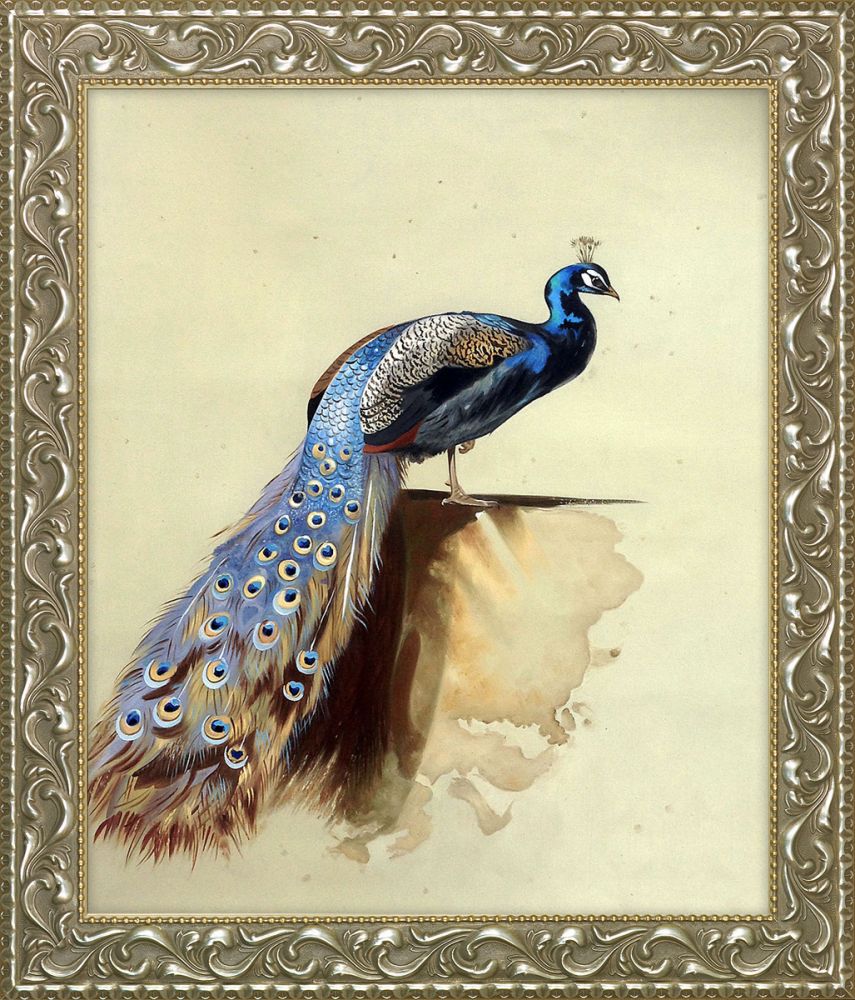 Peacock (Luxury Line) Pre-Framed - Rococo Silver 20"X24"