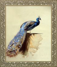 Peacock (Luxury Line) Pre-Framed