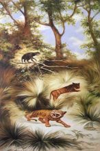 Flora and Fauna of the Plio-Pleistocene Quaternary Period