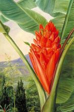 Banana, American Aloe and Cypress in a Garden, Java