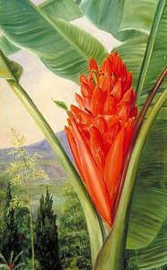 Banana, American Aloe and Cypress in a Garden, Java