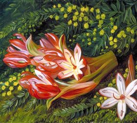 Australian Spear Lily and an Acacia