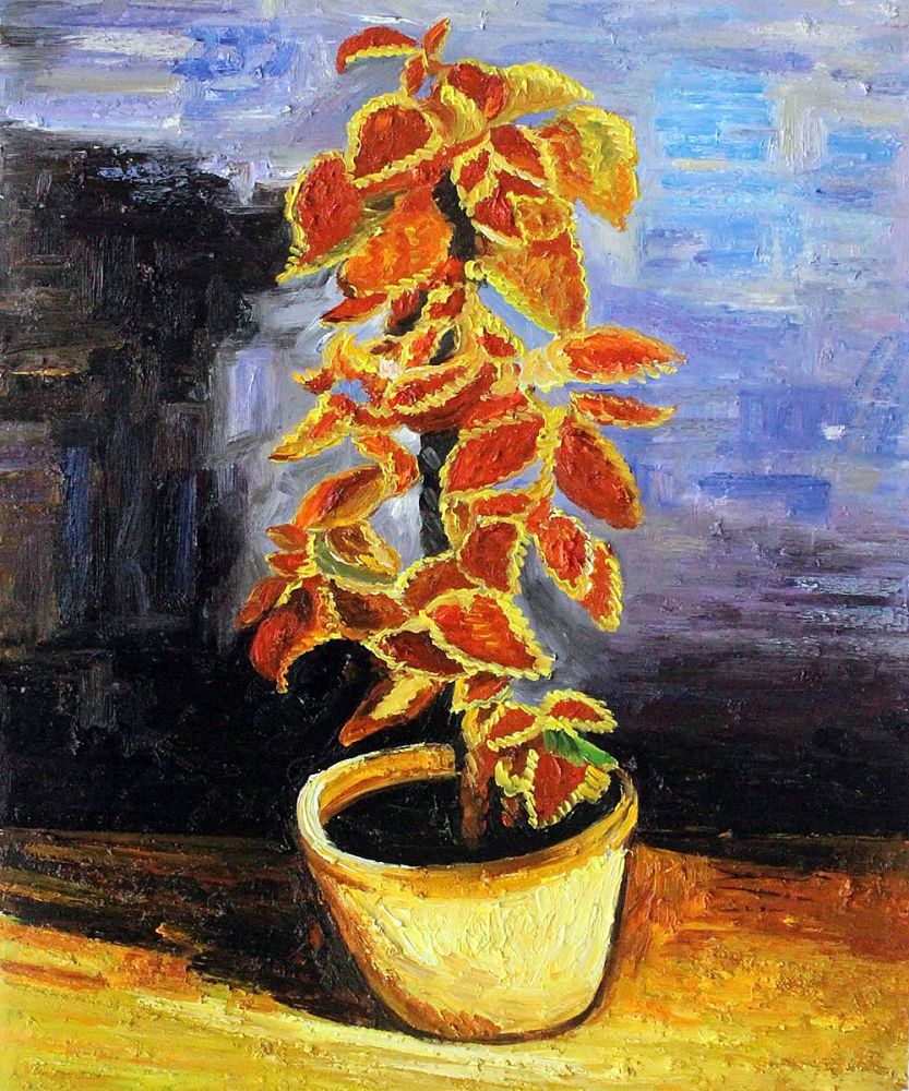 Coleus Plant in a Flowerpot