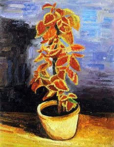 Coleus Plant in a Flowerpot