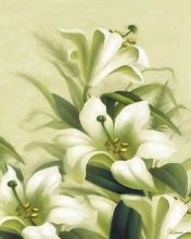 Lillies