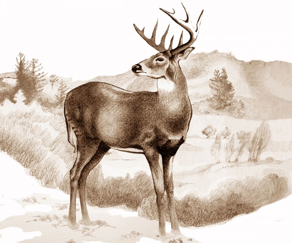 Whitetail Stag Sniffing