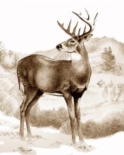 Whitetail Stag Sniffing